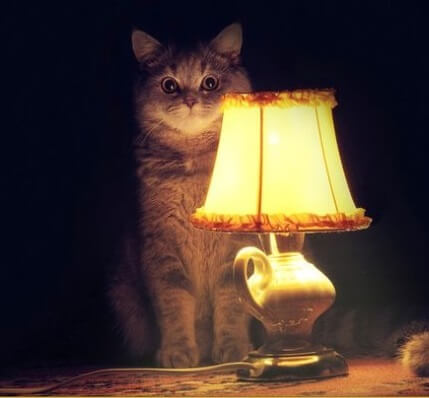 ламповый кот